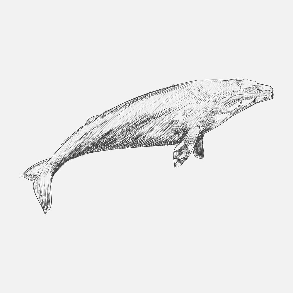 Illustration drawing stye of gray whale by Charles Dessalines D' Orbigny (1806-1876). Digitally enhanced from our own 1892…