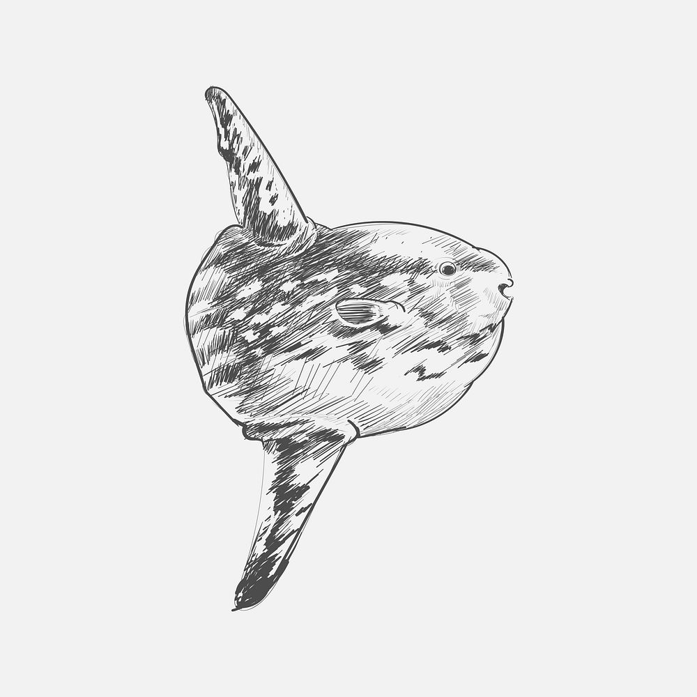 Illustration drawing style of sea fish