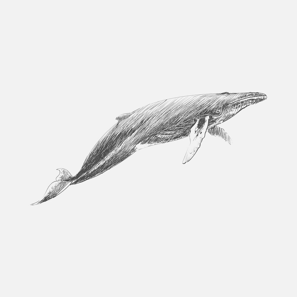 Illustration drawing stye of humpback whale by Charles Dessalines D' Orbigny (1806-1876). Digitally enhanced from our own…