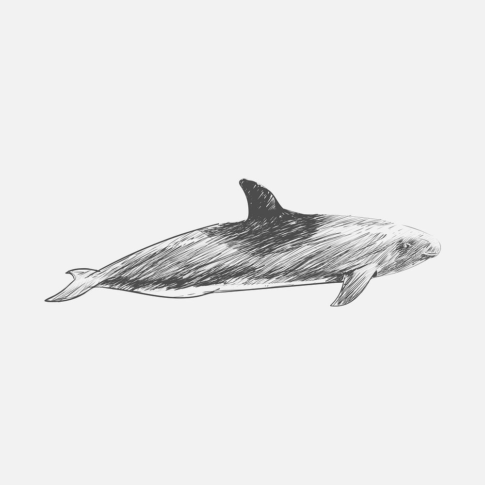Illustration drawing stye of melon-headed whale by Charles Dessalines D' Orbigny (1806-1876). Digitally enhanced from our…