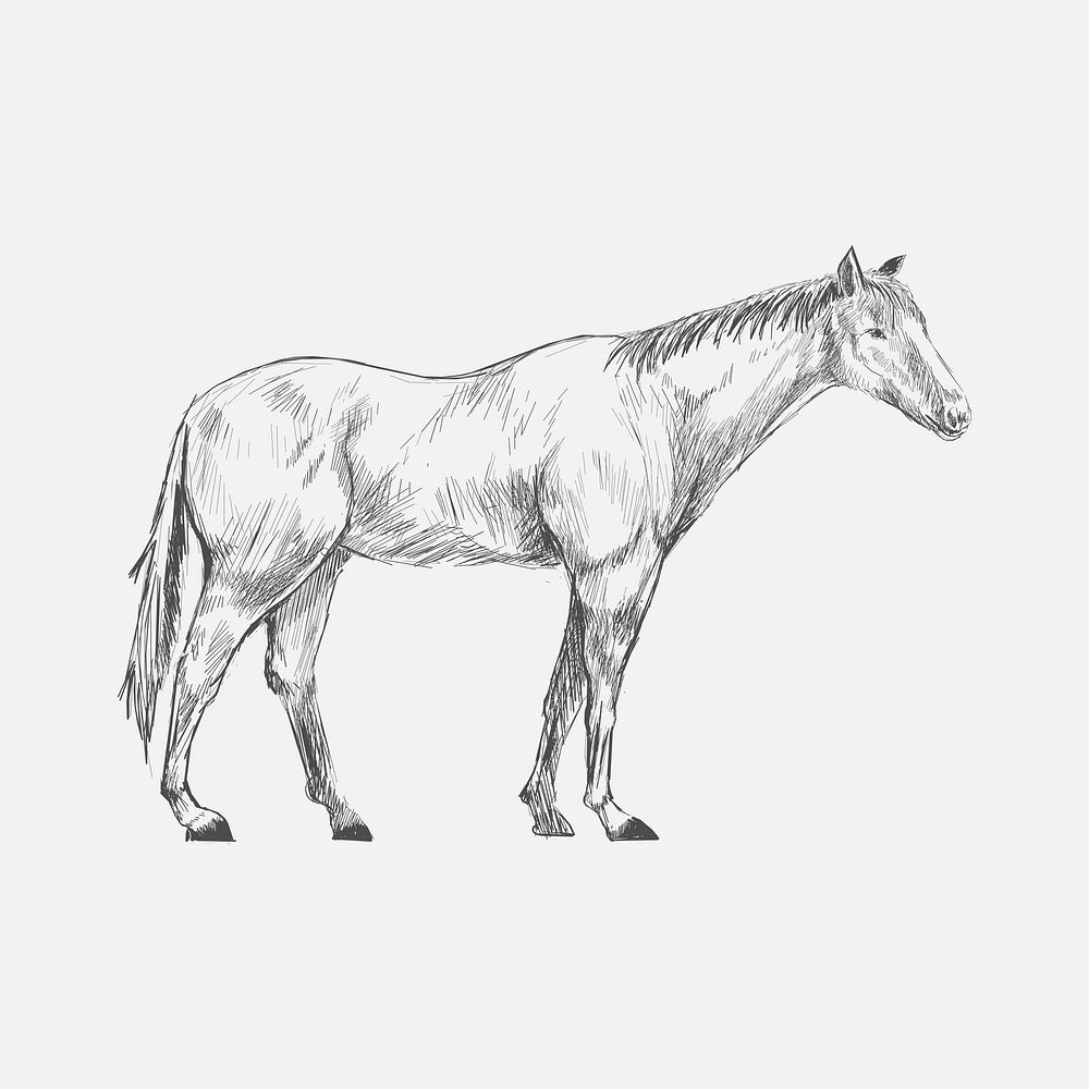 Illustration drawing style of horse
