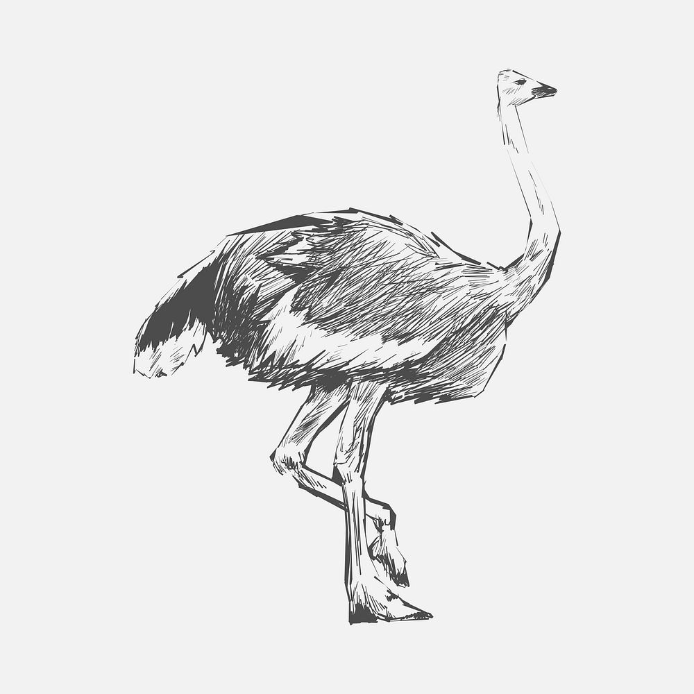 Illustration drawing style of ostrich