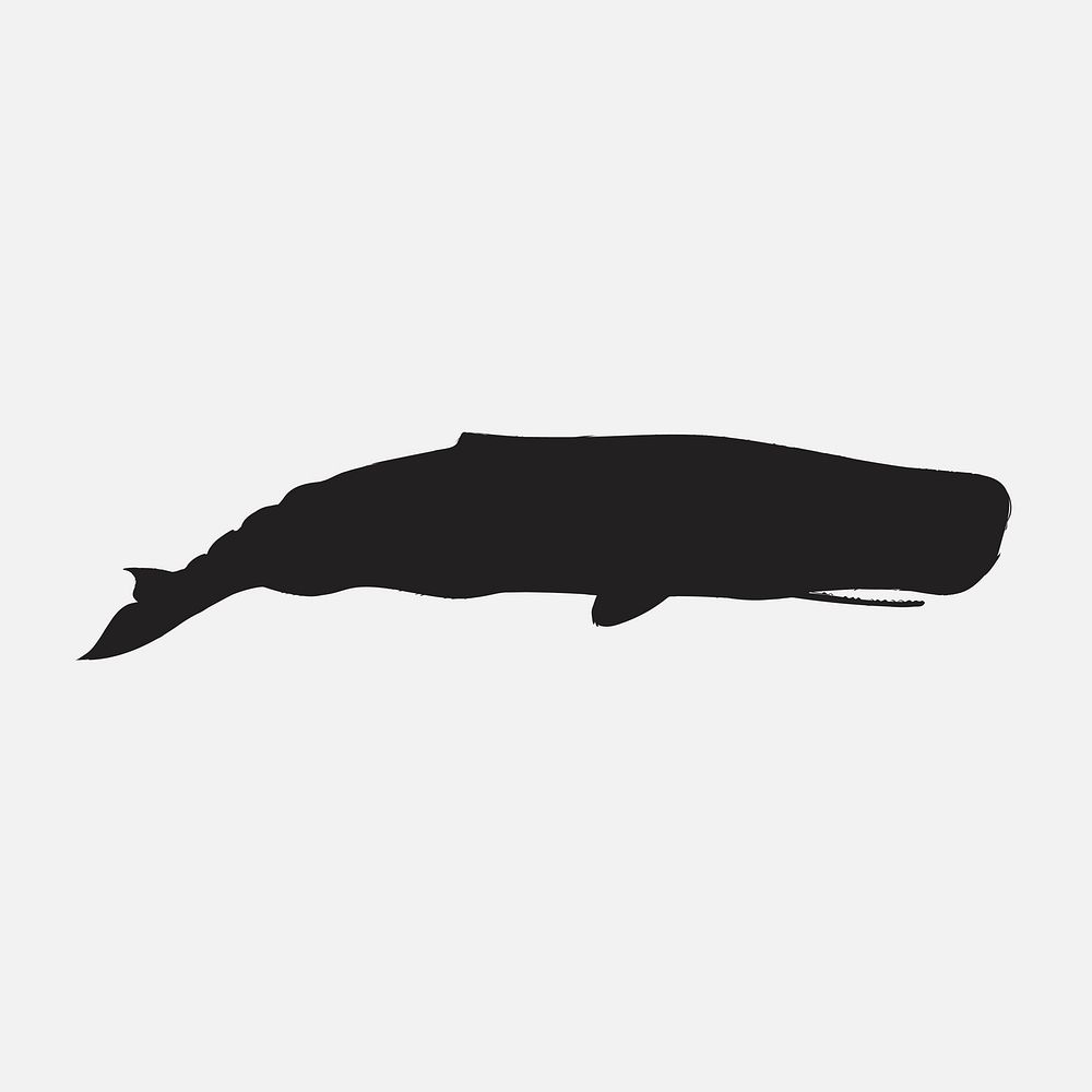 Illustration drawing style of sperm whale