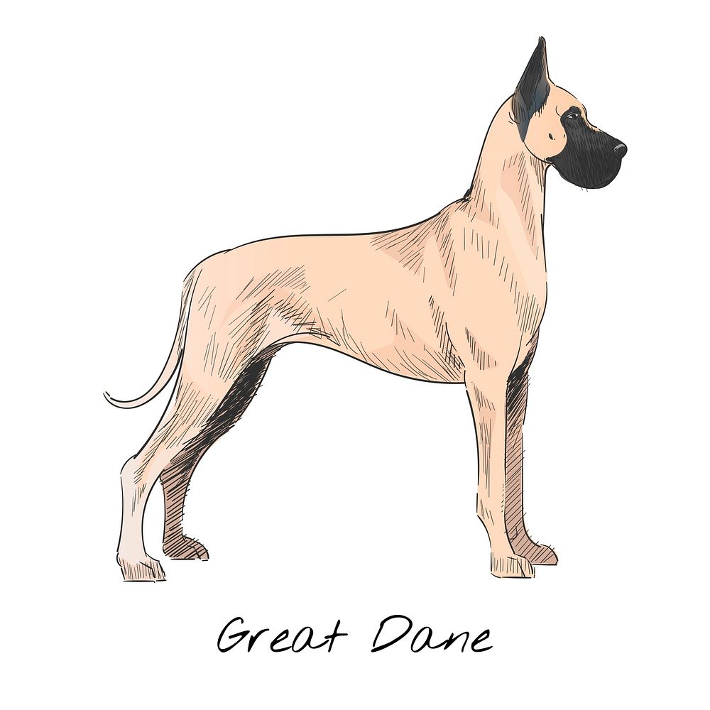 Illustration drawing style of dog