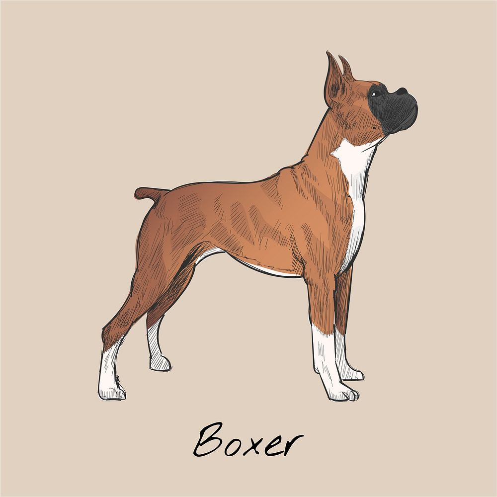 Illustration drawing style of dog