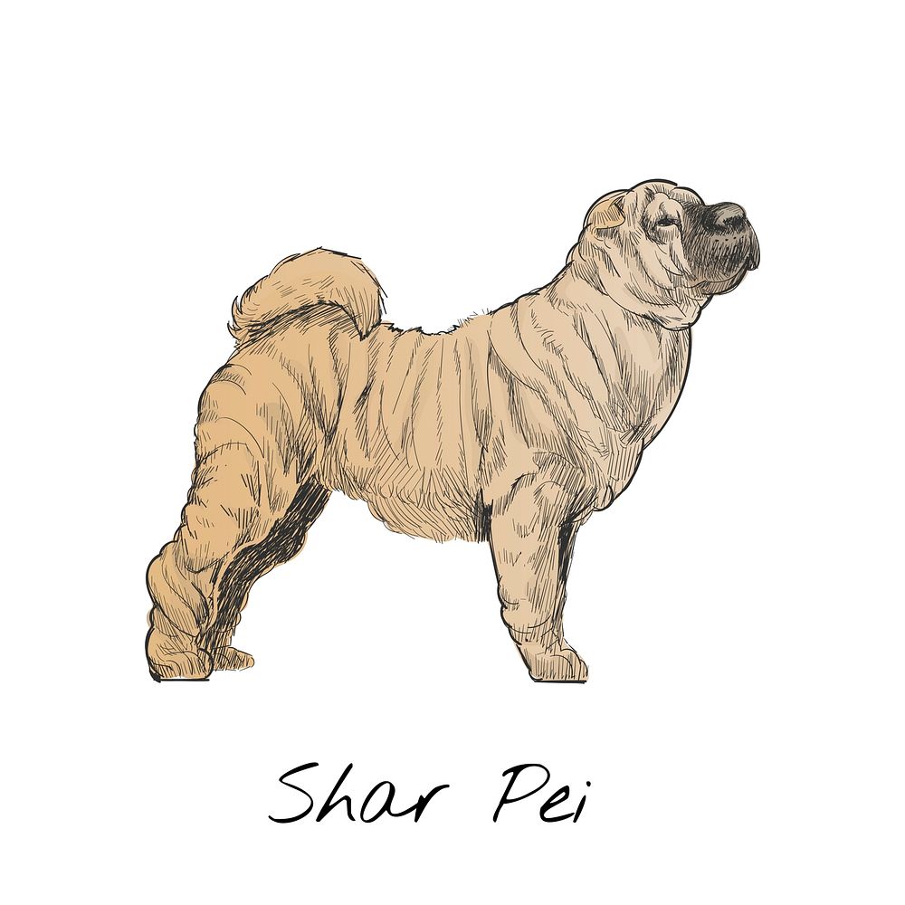 Illustration drawing style of dog