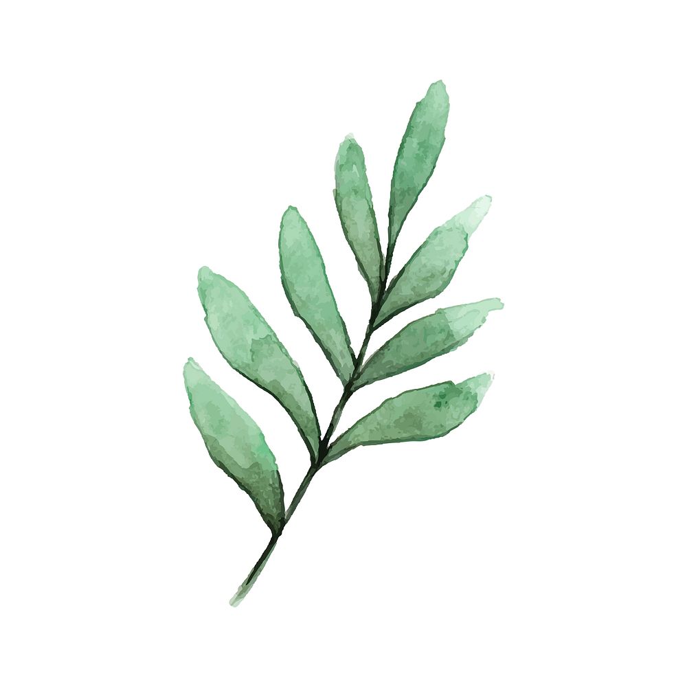 Seeded eucalyptus branch painted in watercolor vector