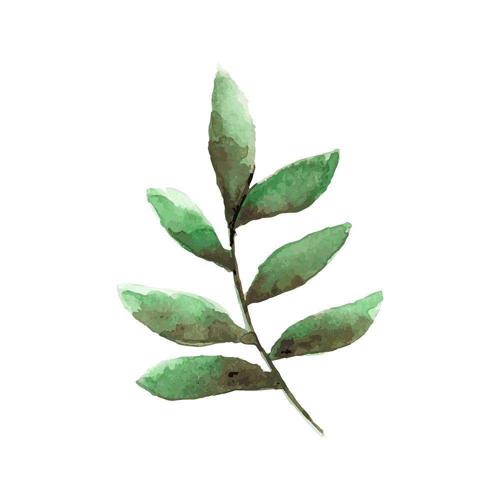 Smilax branch watercolor style vector