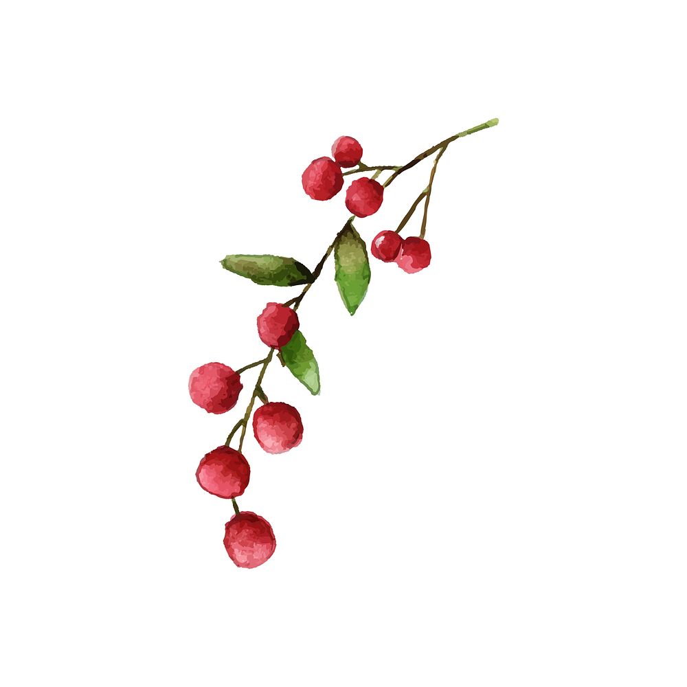 Christmas berries painted by watercolor vector