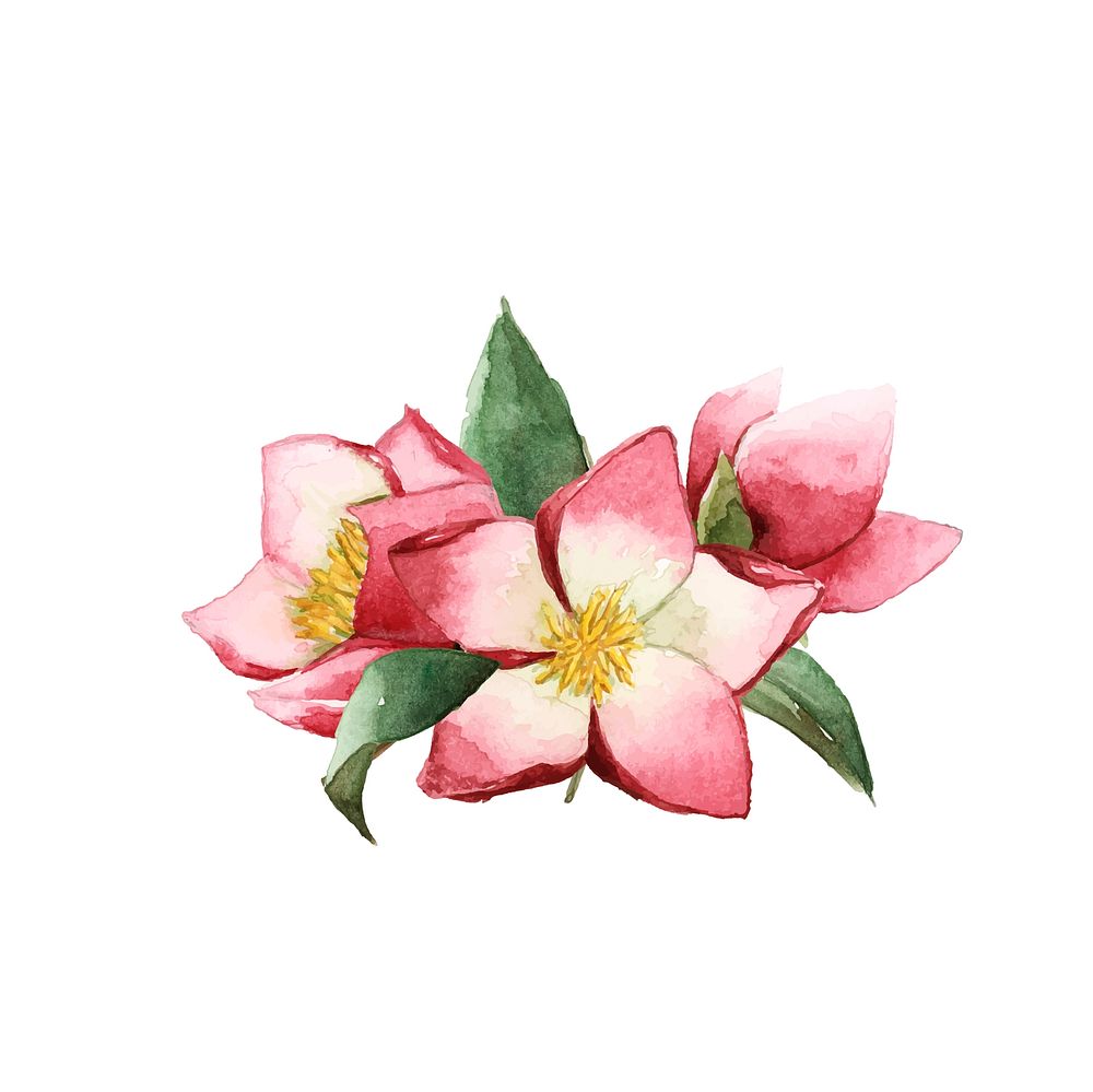 Hellebore flowers painted by watercolor vector