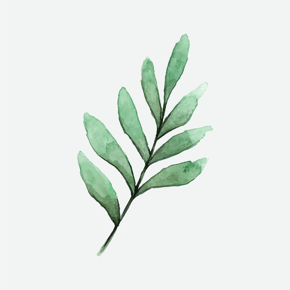 Seeded eucalyptus branch painted in watercolor vector