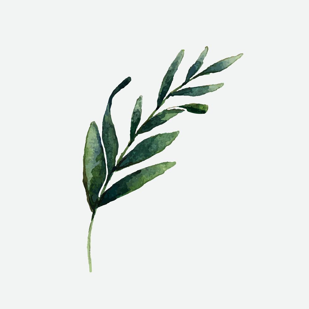 Hand drawn olive branch watercolor style vector