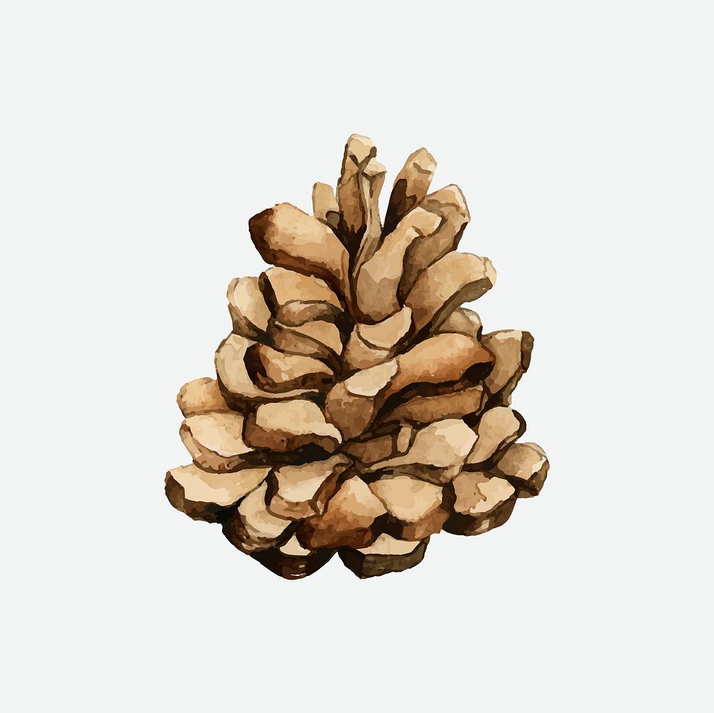 Pine cone painted by watercolor vector