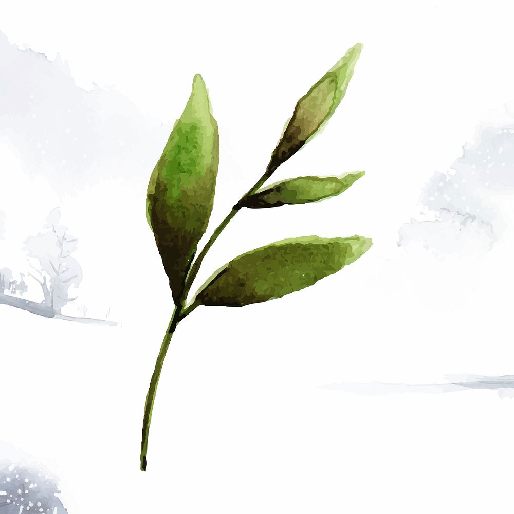 Hand drawn olive branch watercolor style vector