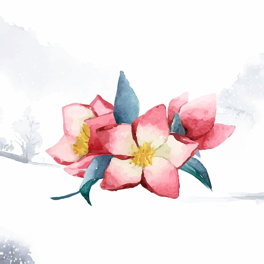 Hellebore flowers painted by watercolor vector