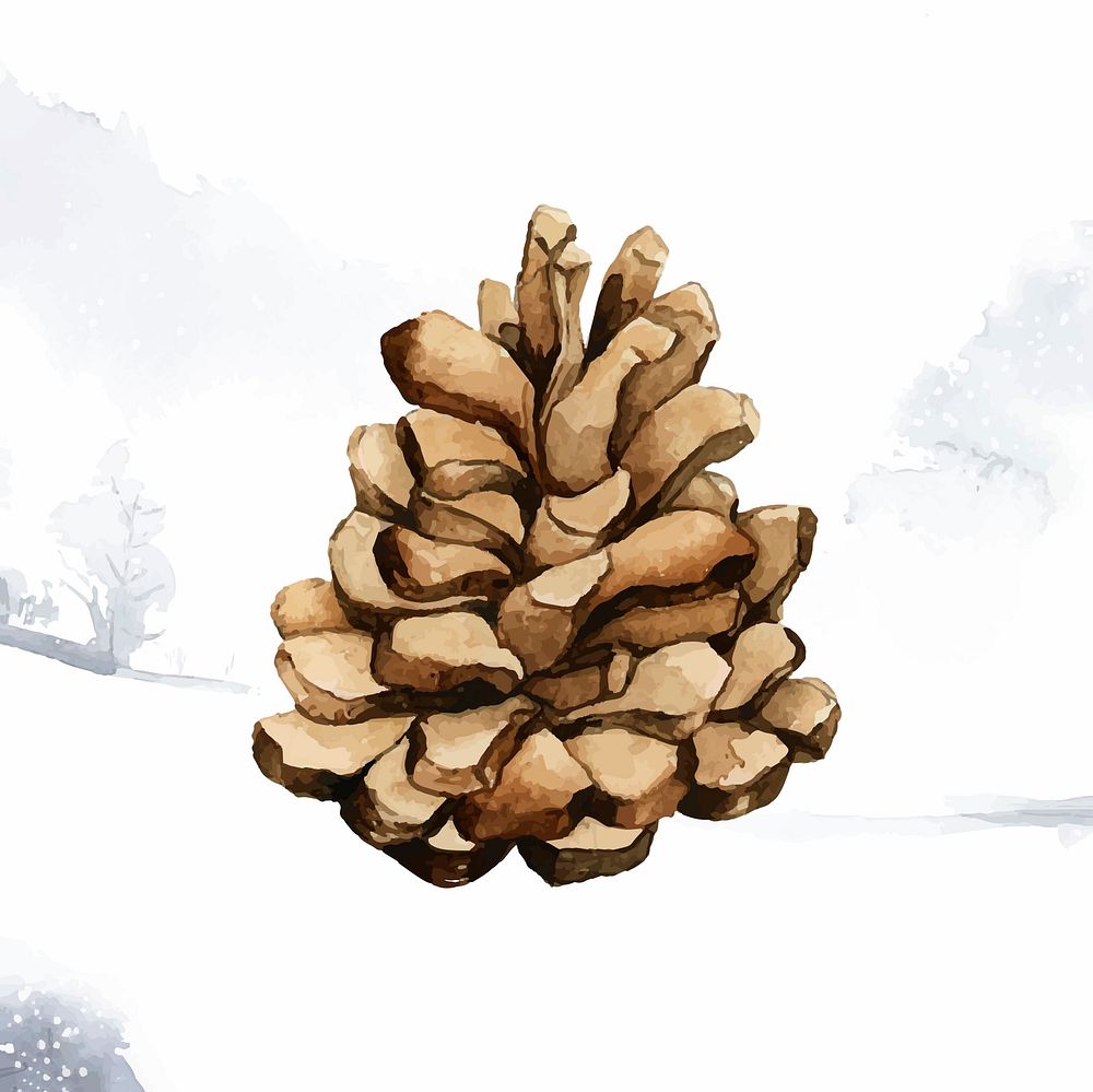 Pine cone painted by watercolor vector