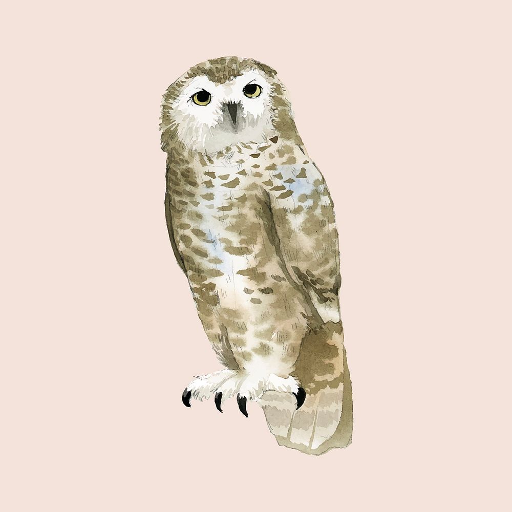 Hand-drawn snowy owl watercolor style vector