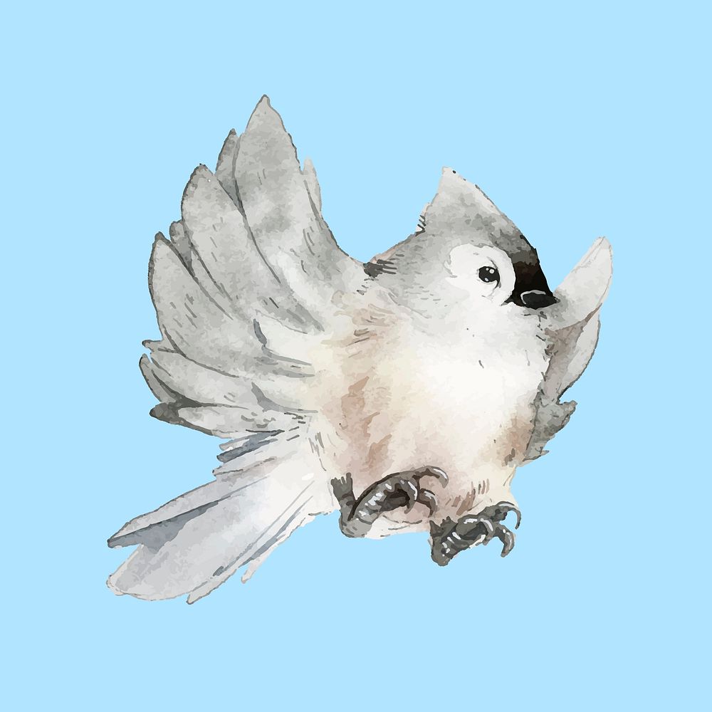 Hand drawn tufted titmouse bird watercolor style vector