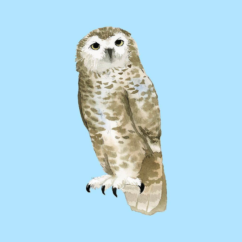 Hand-drawn snowy owl watercolor style vector