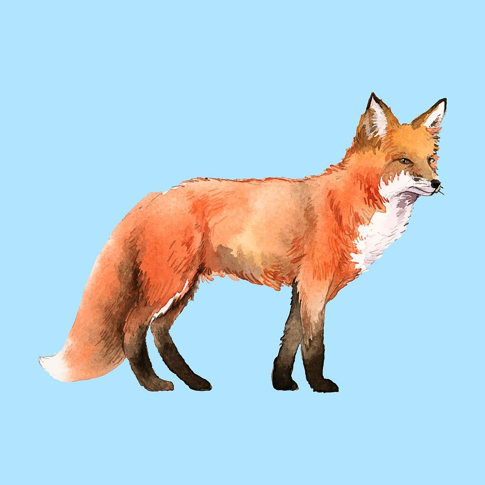 Hand-drawn fox watercolor style