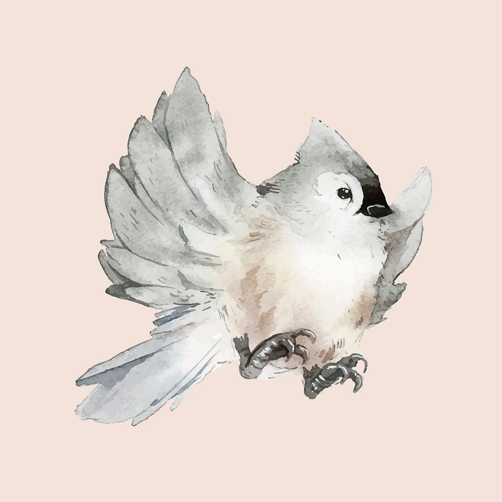 Hand drawn tufted titmouse bird watercolor style vector