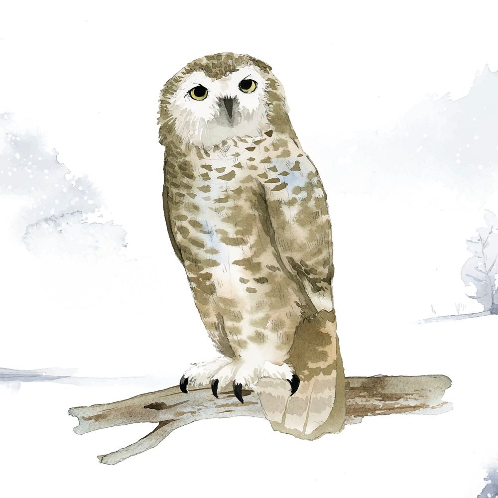Snowy owl in winter watercolor style vector