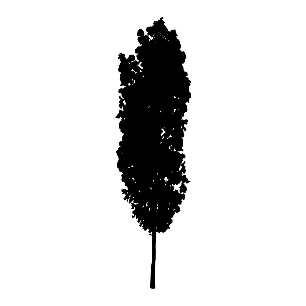 Poplar tree silhouette on white background