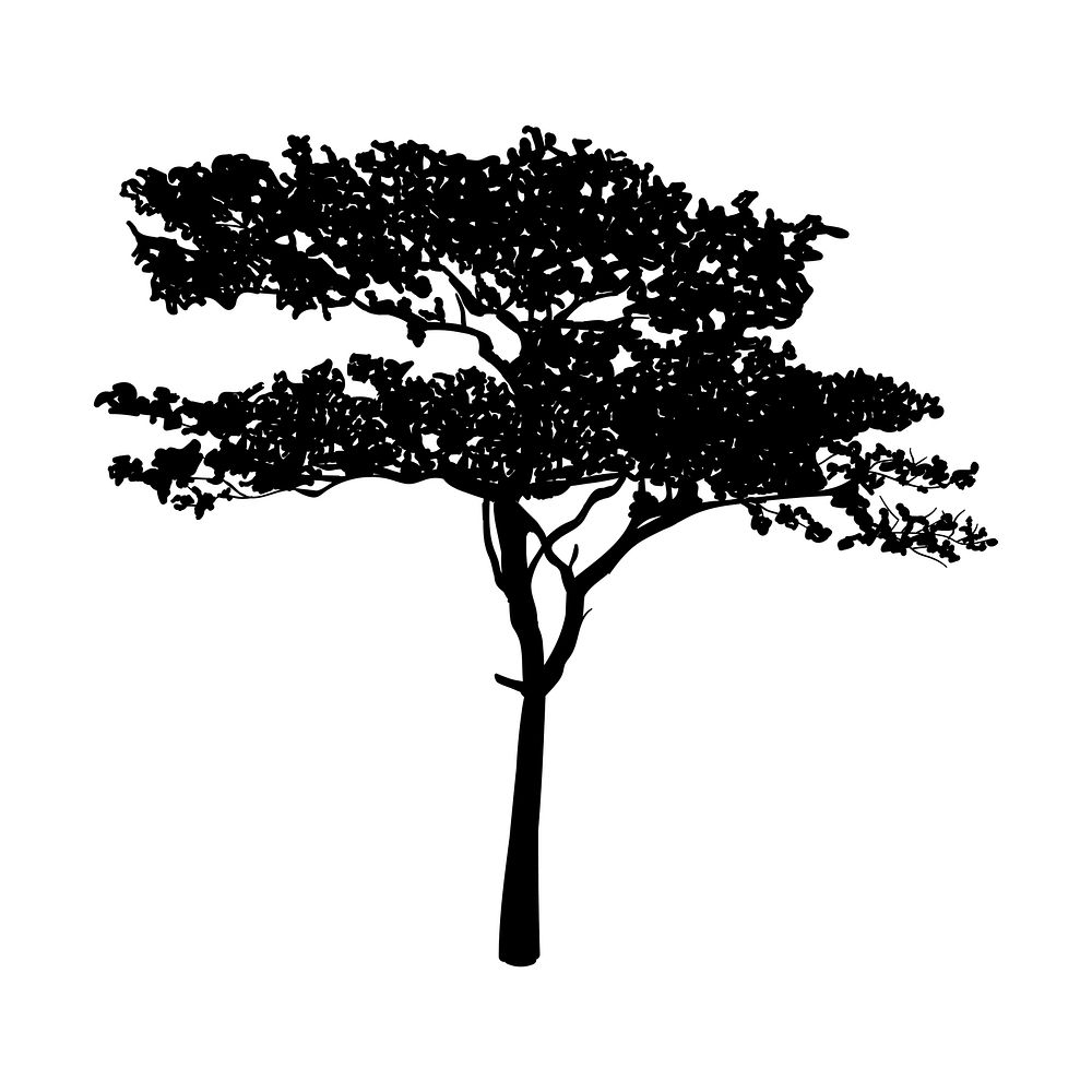 Gum tree silhouette on white background