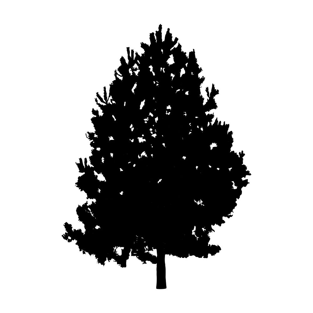 European beech tree silhouette on white background