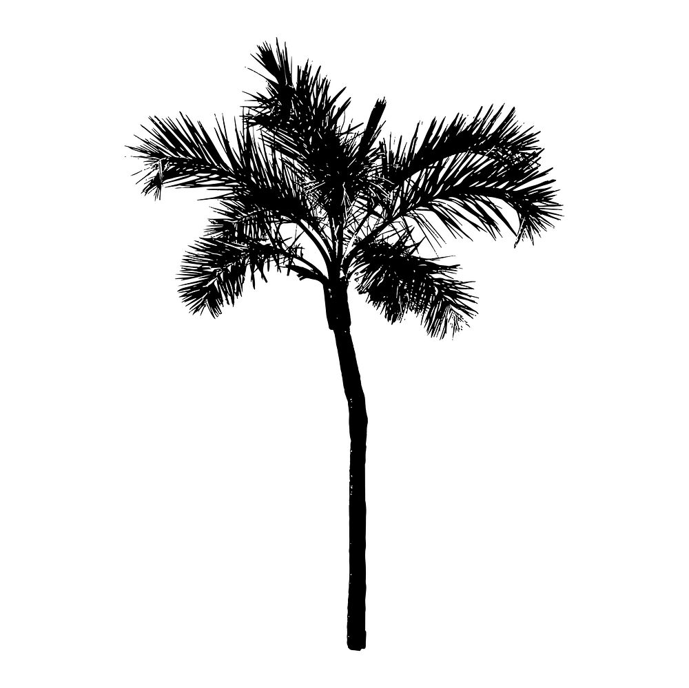 Palm Tree Silhouette On White Premium Vector Rawpixel