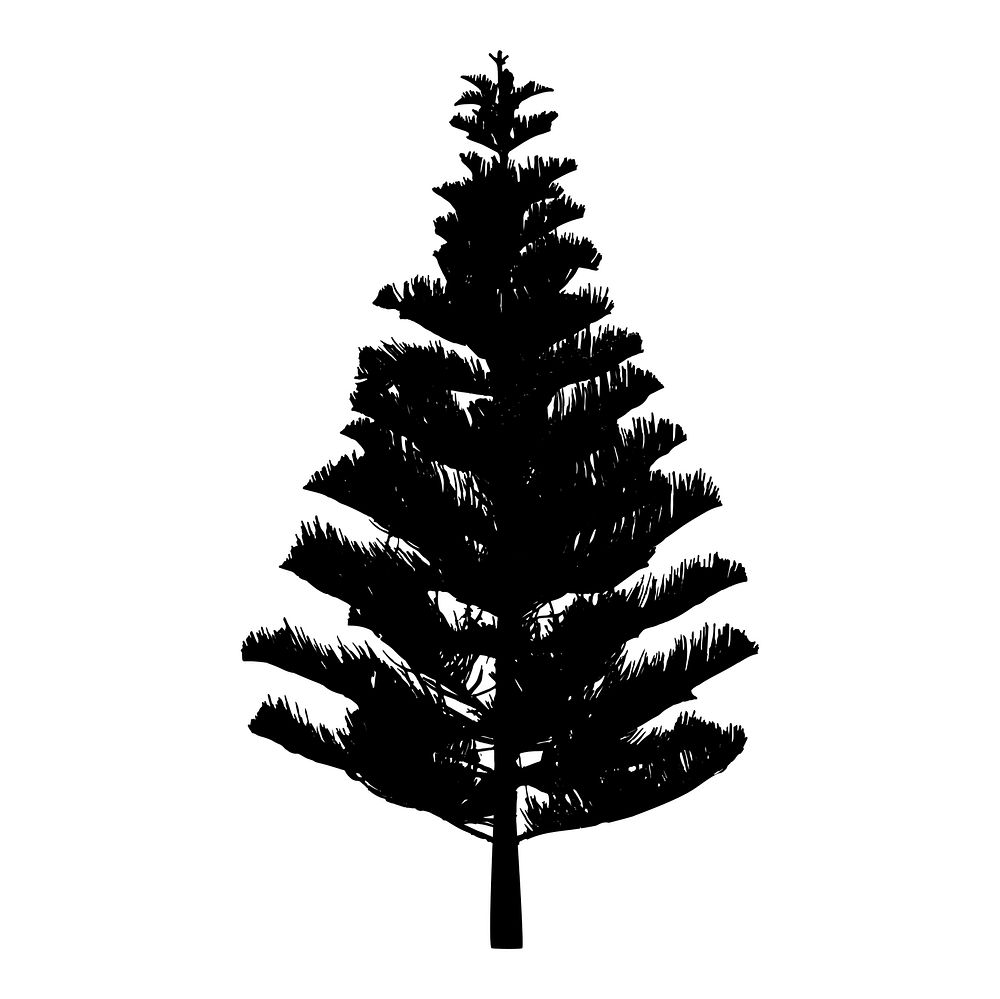 Pine tree silhouette on white background