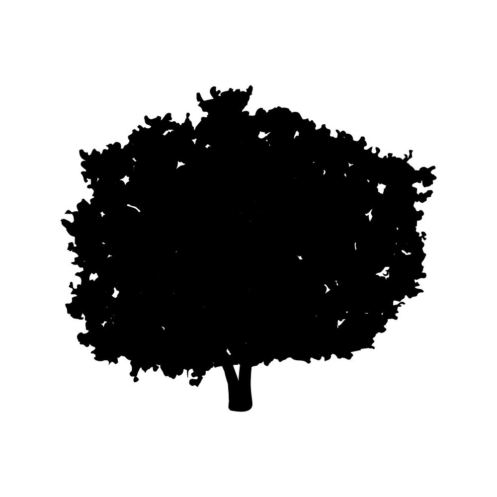 Bluewood tree silhouette on white background