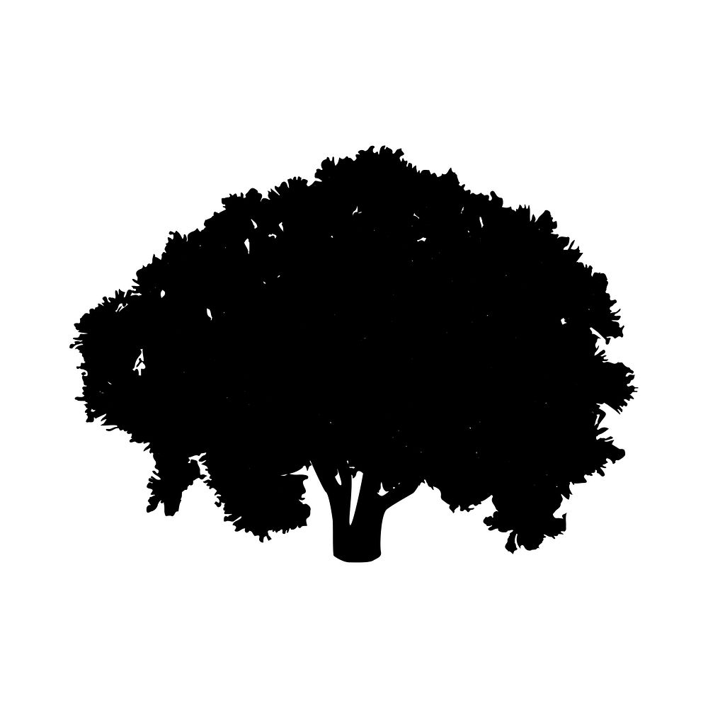 Bluewood tree silhouette on white background