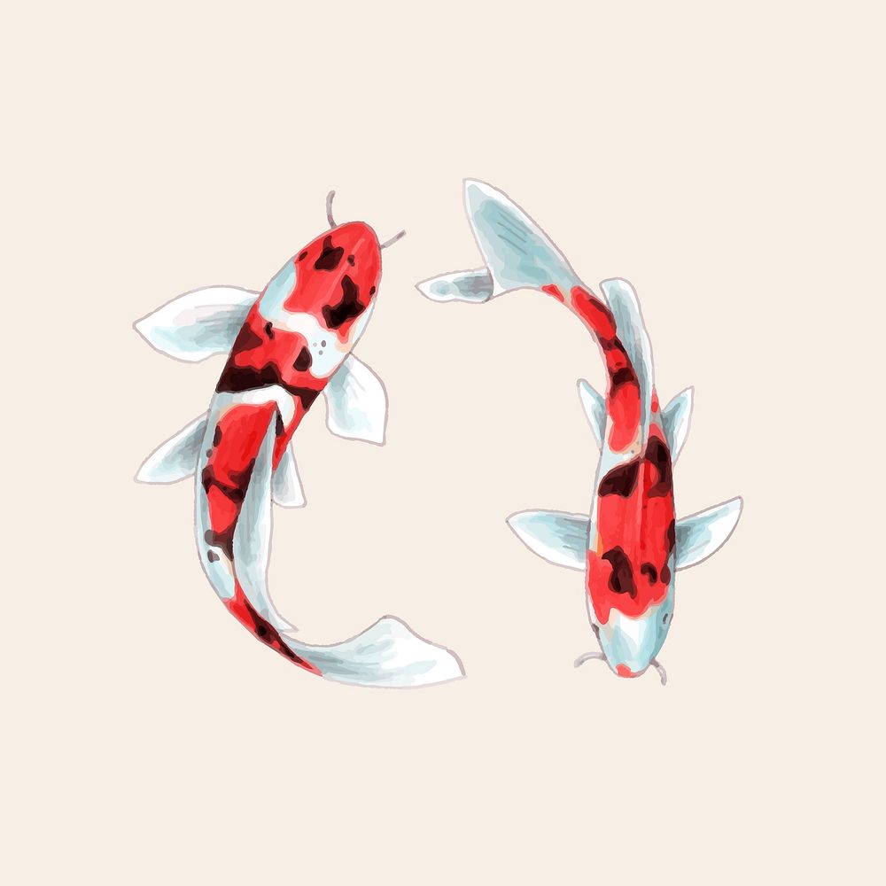Illustration of Japanese Koi fish