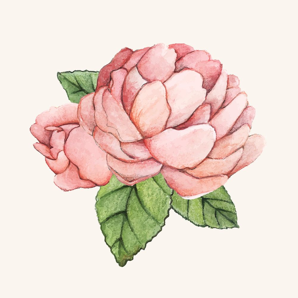 Hand drawn peony flower isolated