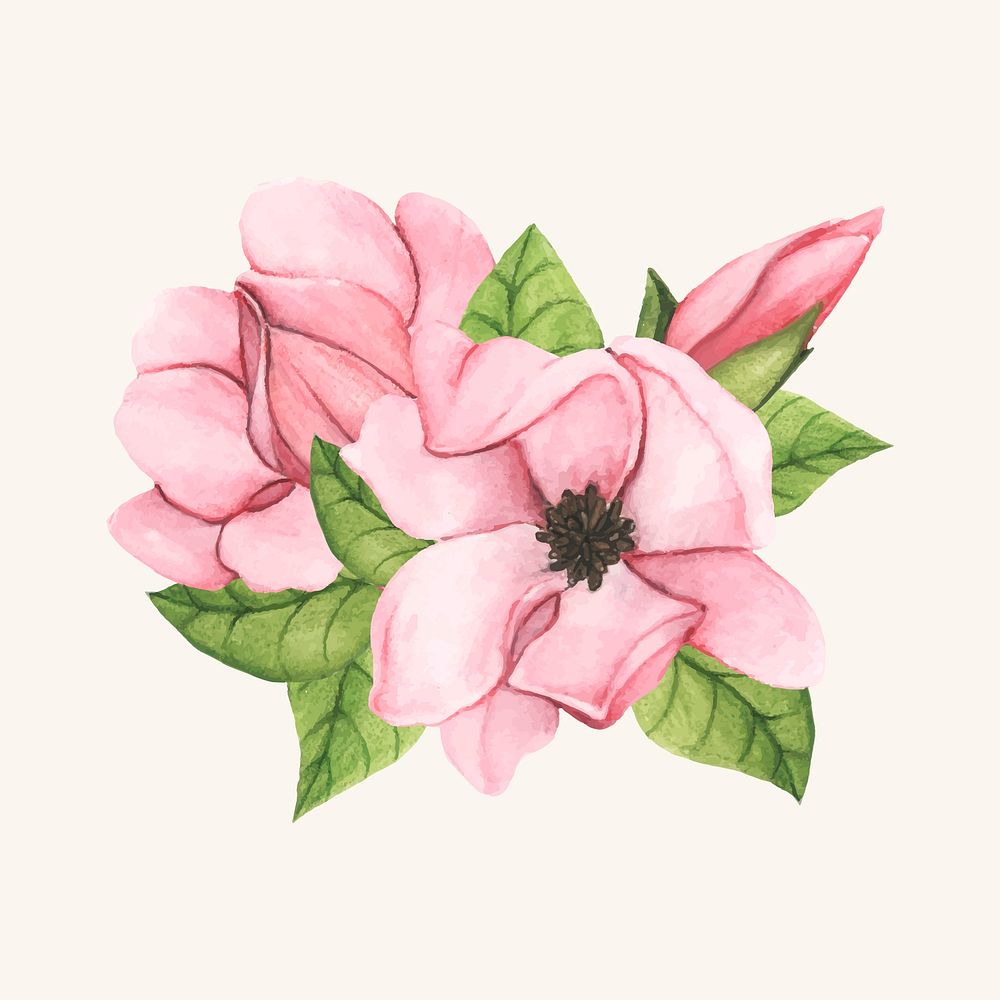 Hand drawn saucer magnolia flower isolated