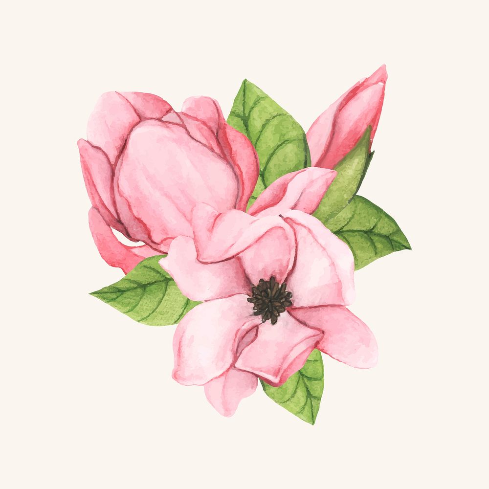 Hand drawn saucer magnolia flower isolated