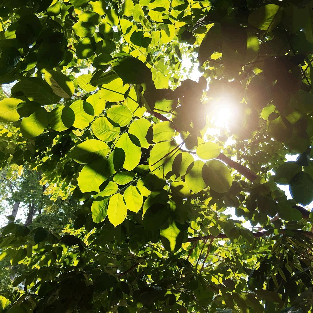 Closeup of green leaves and sunlight