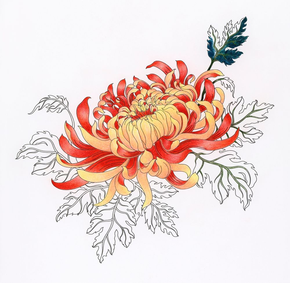 Chrysanthemum flower design adult coloring
