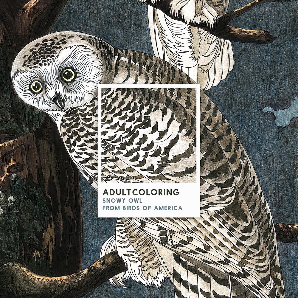 Snowy Owl from Birds of America (1827) adult coloring page by John James Audubon