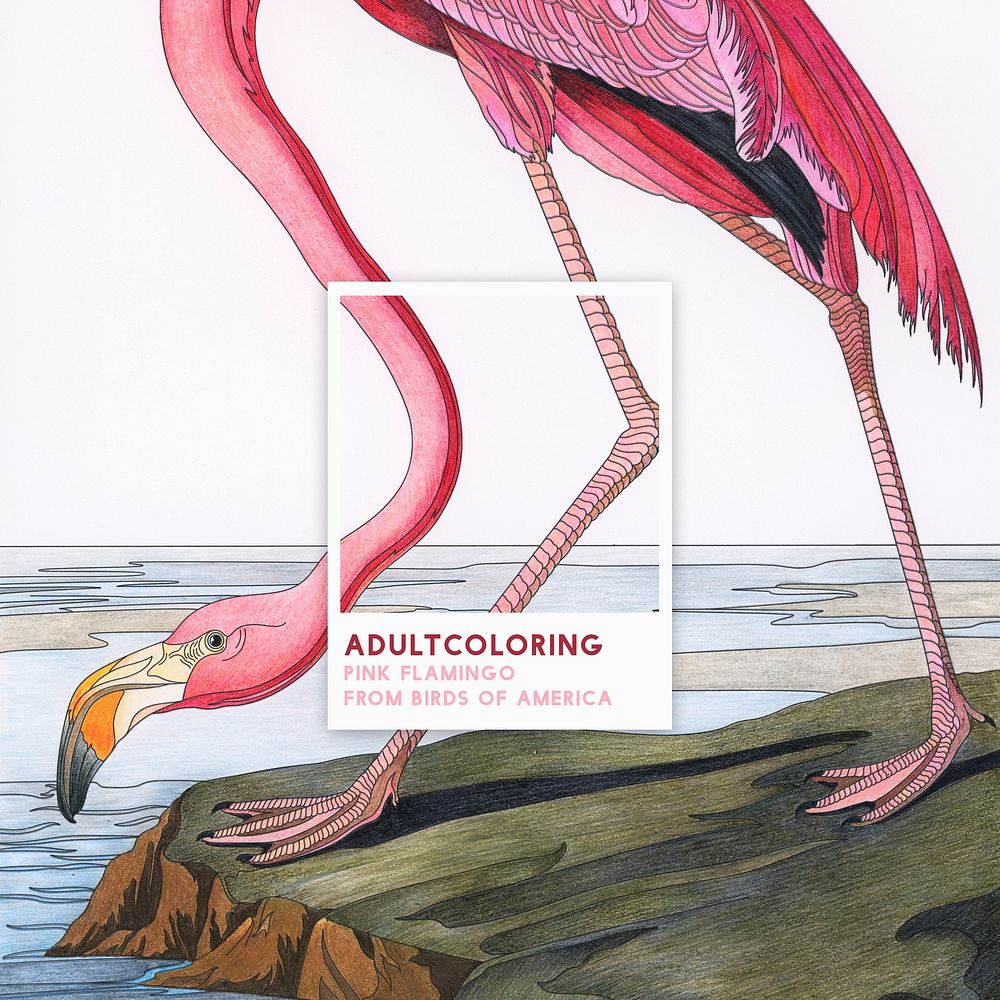 Pink Flamingo from Birds of America (1827) adult coloring page by John James Audubon