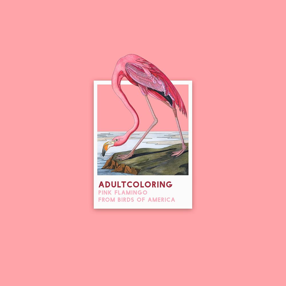 Pink Flamingo from Birds of America (1827) adult coloring page by John James Audubon