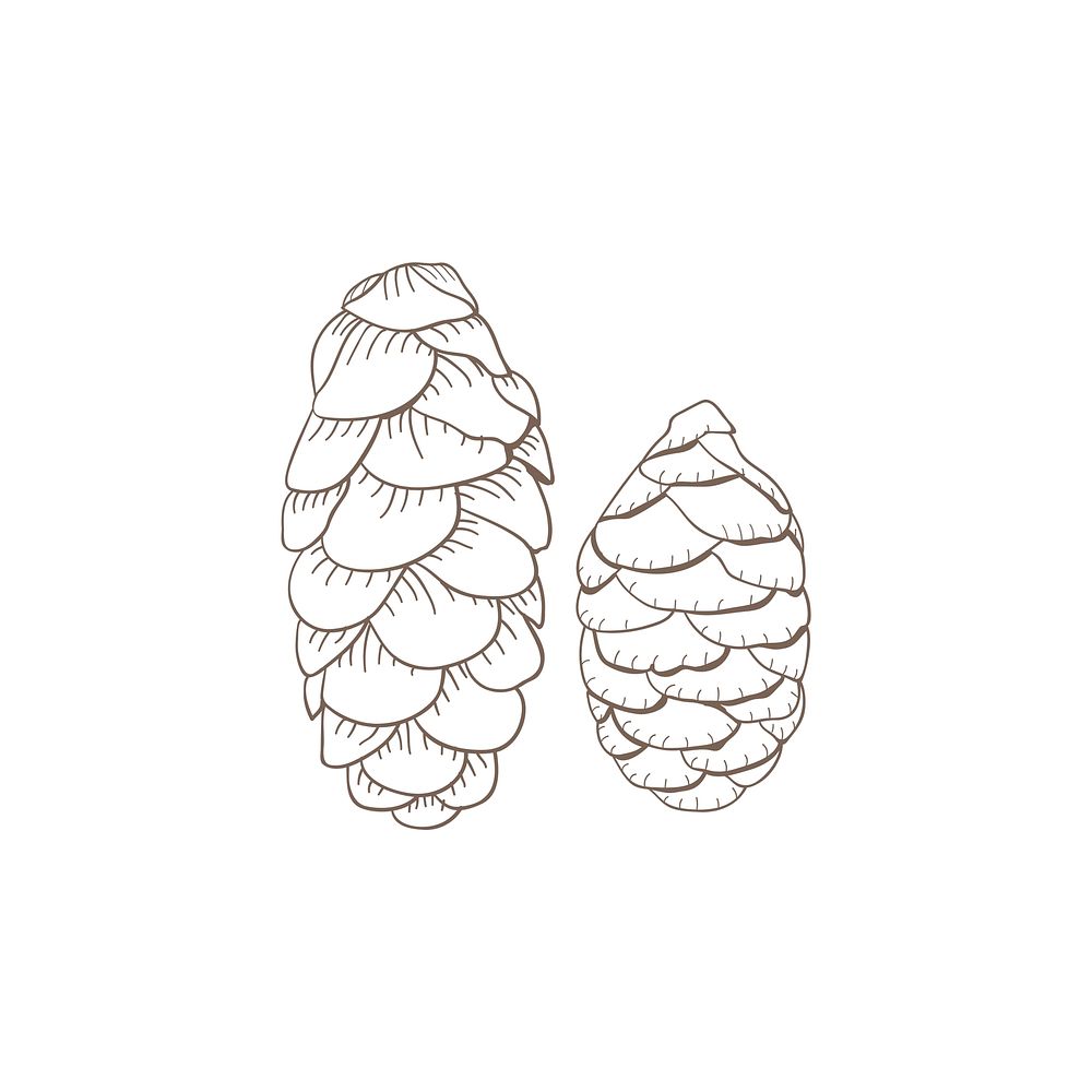 Illustration of a fir cone