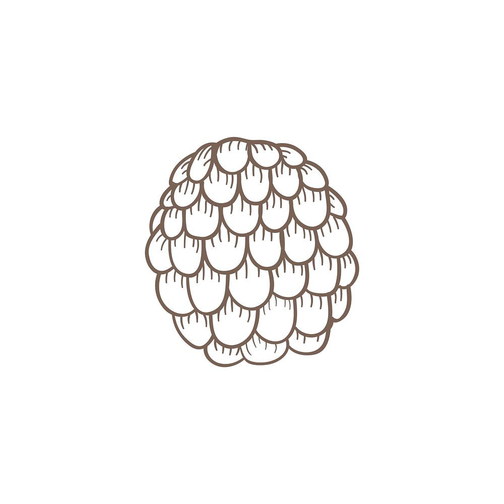 Illustration of a pine cone
