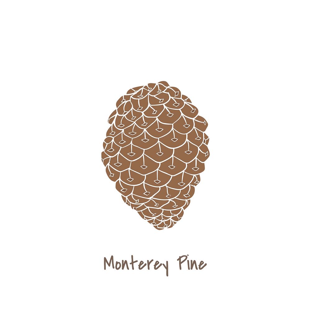 Illustration of a monterey pine