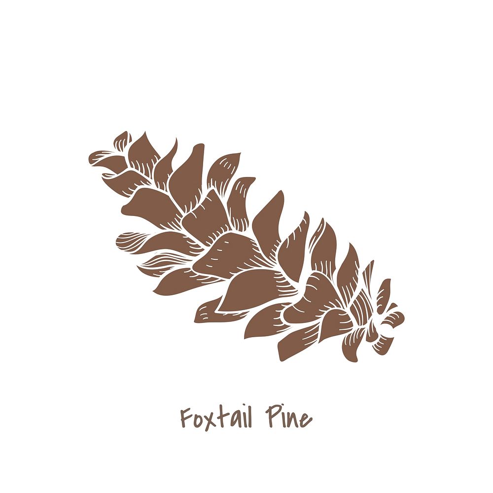 Illustration of a foxtail pine cone
