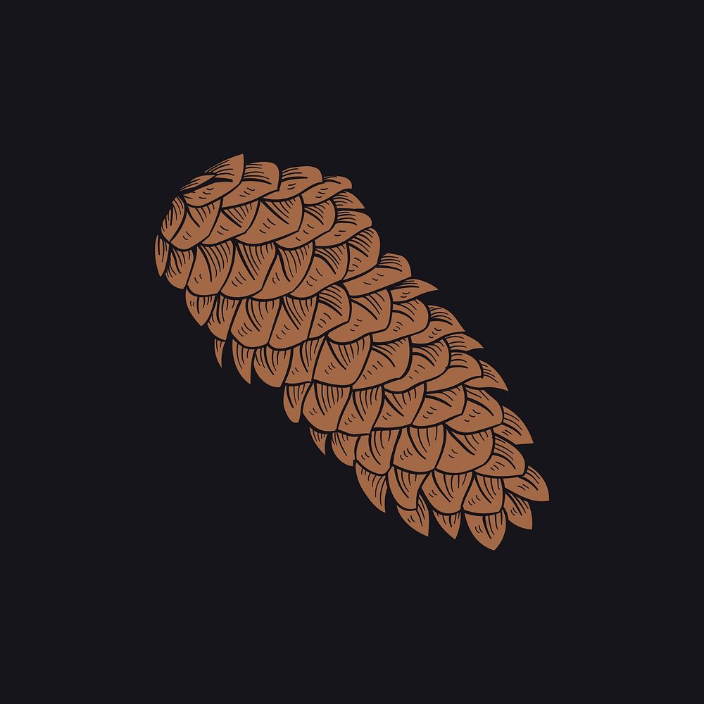 Fir tree cones vector