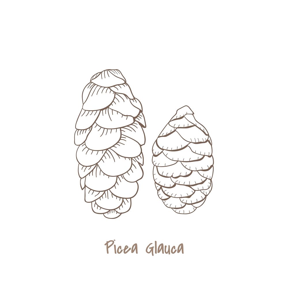 Illustration of a fir tree cone