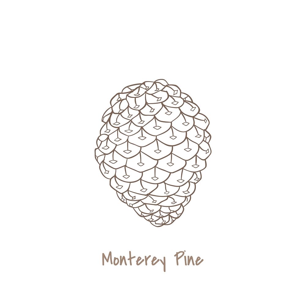 Illustration of a pine tree cone