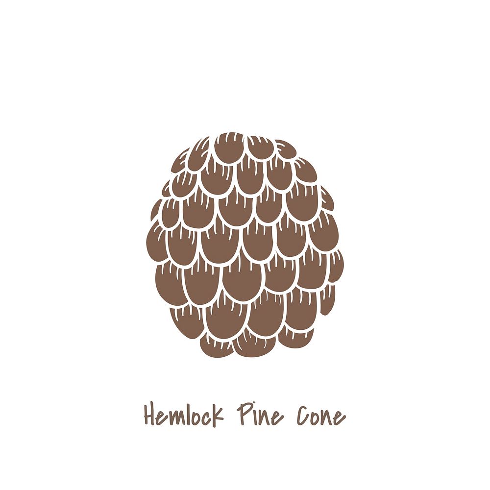 Illustration of a fir tree cone